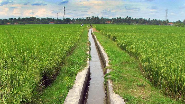 Petani Mengeluhkan Kekurangan Air Saluran Irigasi  di 