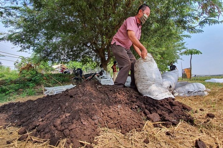 Pupuk Organik Kotoran Ternak Solusi Ribuan Petani Karawang di Tengah Pandemi dan Langkanya Pupuk Urea