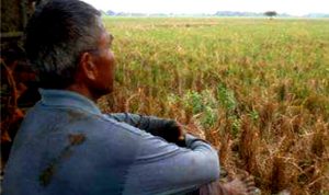 Petani Karawang : Terpaksa Beli Pupuk Non-subsidi, Biaya Produksi Naik 3 Kali Lipat