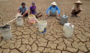 1.000 Hektare Sawah di Karawang Terancam Kekeringan, Tidak Ada Solusi?