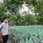 Cerita Sukses Petani Hortikultura di Karawang Hasil Kerja Sama Indonesia dan Taiwan