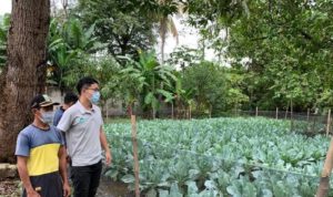 Cerita Sukses Petani Hortikultura di Karawang Hasil Kerja Sama Indonesia dan Taiwan